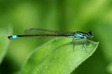 21-Grosse-Pechlibelle-Ischnura-elegans-PS.jpg