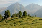 22-07-2010-Zirbelkiefer-Schweiz-01.jpg