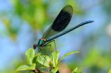 22-Calopteryx-splendens-bea.jpg