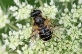 24-Eristalis-rupium-Glaenzende-Keilschwebfliege-PS.jpg