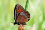 24-Graubindiger-Mohrenfalter-Erebia-aethiops-PS.jpg