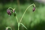 25-05-2022-1-Schwarzviolette-Akelei.jpg