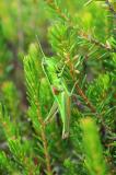 28-Kleine-Goldschrecke-Euthystira-brachyptera-PS.jpg