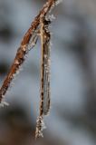 2A2A2018-2-Verbessert-RRGemeine-Winterlibelle-Bearbeitet-PS.jpg
