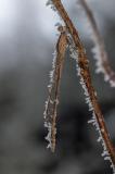 2A2A2025-Verbessert-RRGemeine-Winterlibelle-PS.jpg