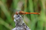 2a--Gemeine-Heidelibelle-Sympetrum-vulgatum-6-PS.jpg