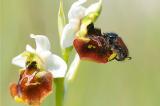 2a-Gartenlaubkaefer-Phyllopertha-horticola-Maennchen-Scheinkopulation-auf-Bluete-der-Hummel-Ragwurz-Ophrys-holoserica-_1_-PS.jpg