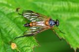 2a-Rhagio-immaculatus-Schnepfenfliegenart-PS.jpg