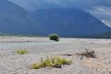 2b-1-Schwemmlingsflur-Tagliamento-bei--Amaro-bea.jpg