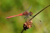 2b-Gemeine-Heidelibelle-Sympetrum-vulgatum-9-PS.jpg