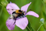 3--Hummel-Waldschwebfliege.jpg