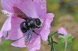 3-Blaue-Holzbiene-Xylocopa-violacea-Hesselberg-6.jpg