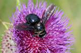 3-Blaue-Holzbiene-Xylocopa-violacea.jpg