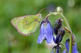 3-Colias-phicomone-_2_-bea.jpg