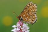 3-Euphydryas-aurinia-Skabiosen-Scheckenfalter.jpg