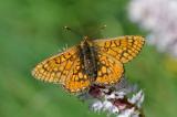 3-Euphydryas-aurinia-_1_-PS.jpg