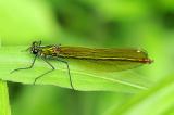 3-Gebaenderte-Prachtibelle-Calopteryx-splendens-w-_4_-PS.jpg