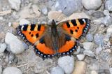 3-Kleiner-Fuchs-Aglais-urticae-Tiroler-Lech-bea.jpg