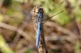 3-Orthetrum-brunneum-Suedlicher-Blaupfeil-PS.jpg