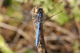 3-Orthetrum-brunneum-Suedlicher-Blaupfeil-PS.jpg