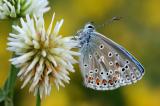 3-Polyommatus-bellargus-LfU----_3_-PS.jpg