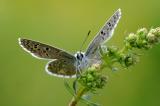 3-Polyommatus-bellargus-LfU----_4_-PS.jpg