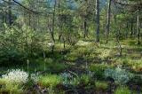 3-Schneeheide-Kiefernwald-bei-Rieden.jpg