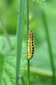 3-Zygaena-filipendulae-Raupe-PS.jpg