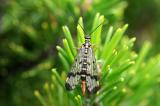 32-Gemeine-Skorpionsfliege-Panorpa-communis-PS.jpg