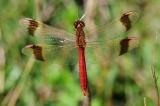 33-Sympetrum-pedemontanum-PS.jpg