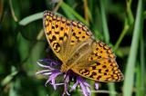 38-Argynnis-aglaja-PS.jpg