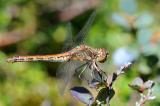 3a-Gemeine-Heidelibelle-Sympetrum-vulgatum-1-PS.jpg