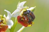 3b-Gartenlaubkaefer-Phyllopertha-horticola-Maennchen-mit-Pollinarium-Scheinkopulation-auf-Bluete-der-Hummel-Ragwurz-Ophrys-holoserica-PS.jpg