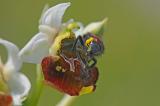 3c-Pollinarium-der-Hummel-Ragwurz-Ophrys-holoserica-auf-Hinterleib-des-Gartenlaubkaefers-Phyllopertha-horticola-Maennchen-PSjpg.jpg
