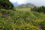 3h-2-kurzgrasige-alpine-Rasen-ueber-Hahntennjoch-ca-2000-m-Lechtaler-Alpen.jpg