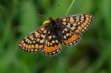 4-Euphydryas-aurinia.jpg