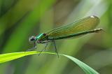 4-Gebaenderte-Prachtibelle-Calopteryx-splendens-w-_6_-PS.jpg