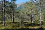 4-Schneeheide-Kiefernwald-be--Weissenbach.jpg