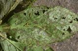 4._Monophadnus-latus-2-PS.jpg