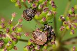 40-Streifenwanze-Graphosoma-lineatum-Larve-PS.jpg