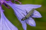 406_4542_Gruener-Scheinbockkaefer-_Oedemera-nobilis_-W.jpg