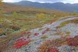 4_Tundravegetation-in-einer-vom-Gletschereis-geschliffenen-Landschaft-_Nordnorwegen_-PS.jpg