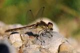 4b-Grosse-Heidelibelle-Sympetrum-striolatum-w-mit-Beute-PS.jpg