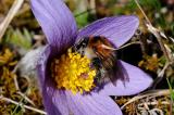 5-Bombus-pascuorum-Ackerhummel-PS.jpg