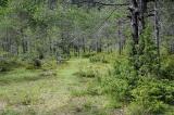 5-Brenne-im-Schneeheide-Kiefernwald-bei-Forchach.jpg