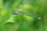 5-Hufeisen-Azurjungfer-_Coenagrion-puella_--_2_-PS.jpg