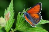 5-Lycaena-hippothoe-Lilagold-Feuerfalter-2.jpg