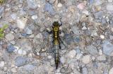 5-Orthetrum-cancellatum-PS.jpg