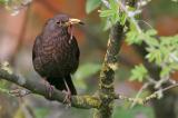 501_9436-Amsel-W-Fuetterung.jpg