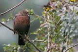 502_4093-Amsel-spuckt.jpg